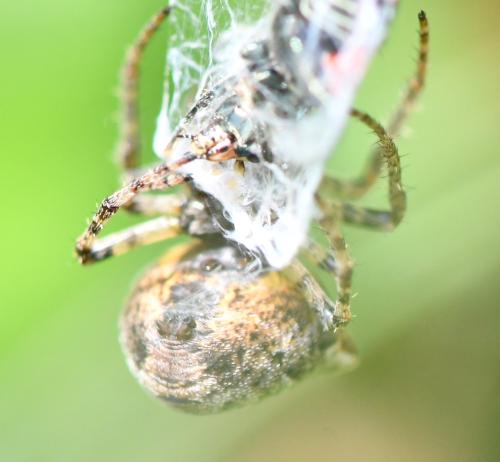 Gibbaranea bituberculata
